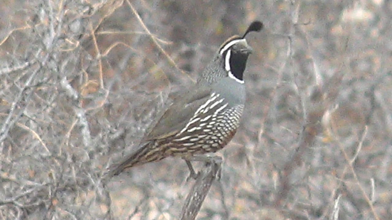 A closer-looking moment shows the quail upright among pale leafless vegetation in Cabo Pulmo, Baja California Sur, with no visible people.