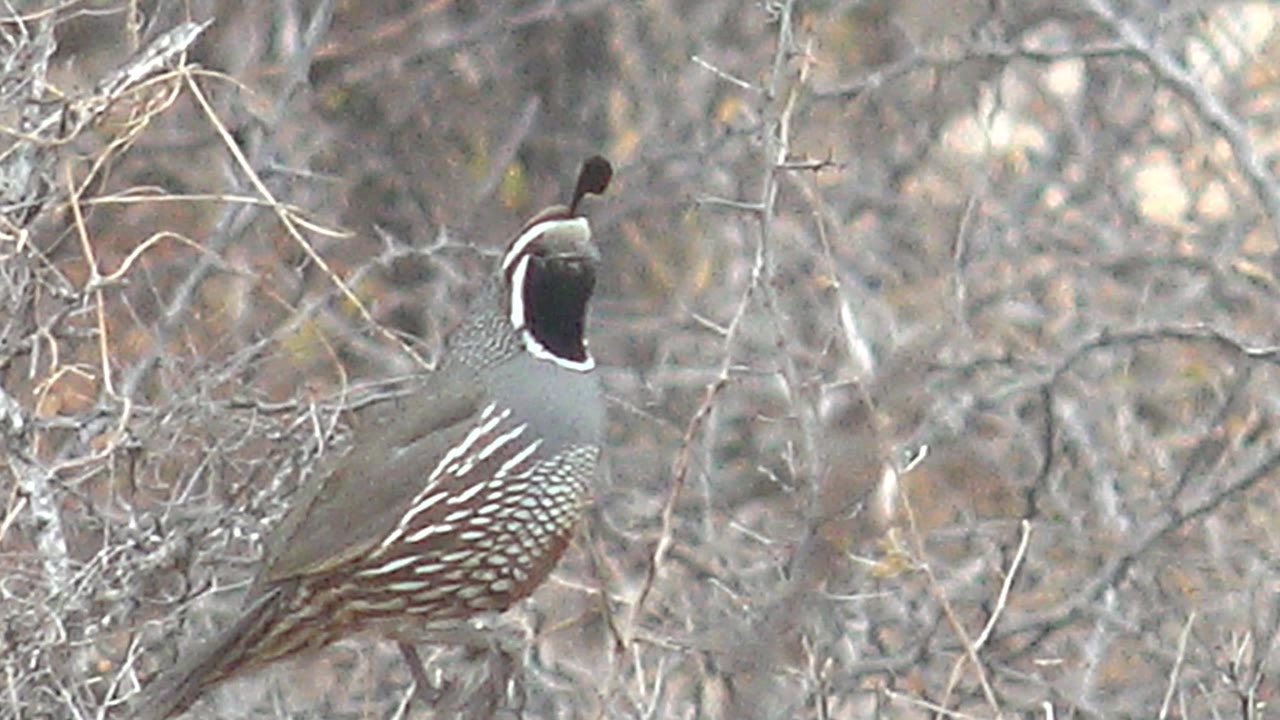 The quail turns its head slightly downward while standing in tangled dry brush in Cabo Pulmo, with no visible people.