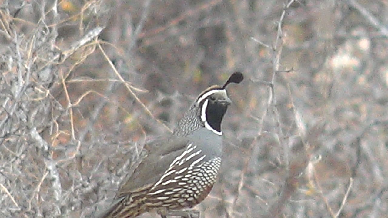 Quail in profile among dry gray brush