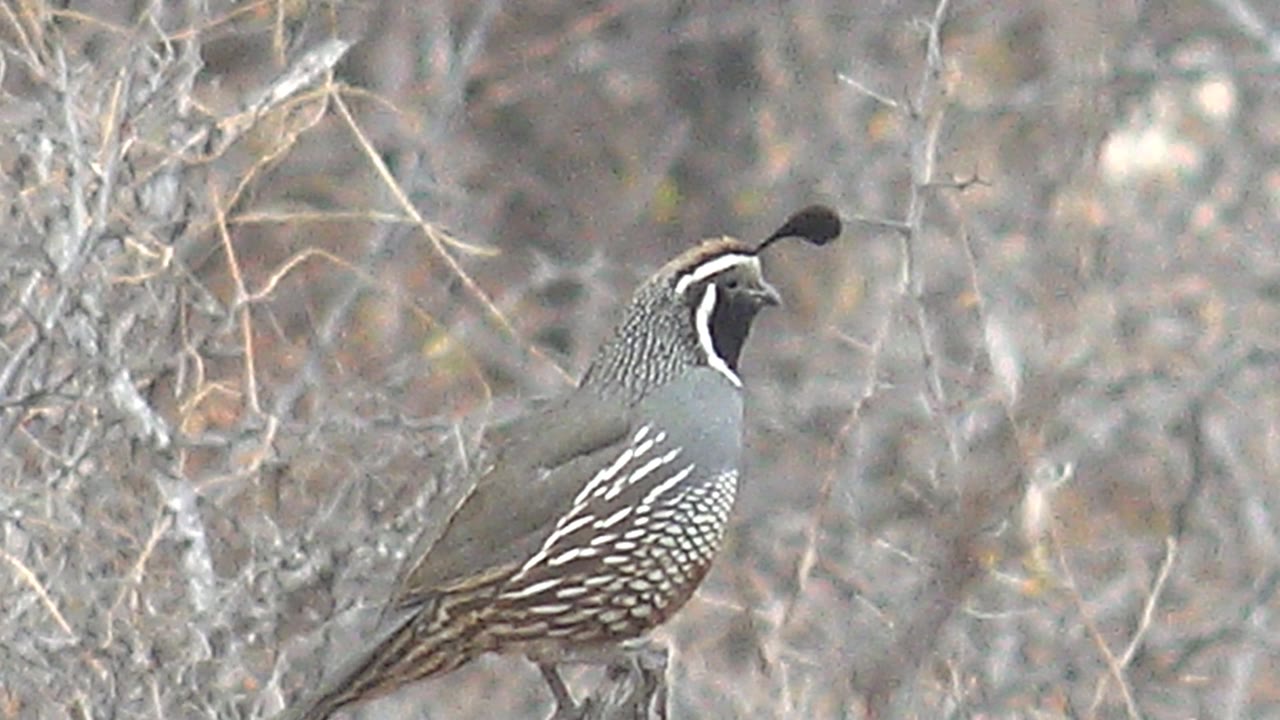 A quail in Cabo Pulmo, Baja California Sur raises its head slightly in the dry brush, showing its curved topknot, white face markings, patterned flank feathers, and no visible people.