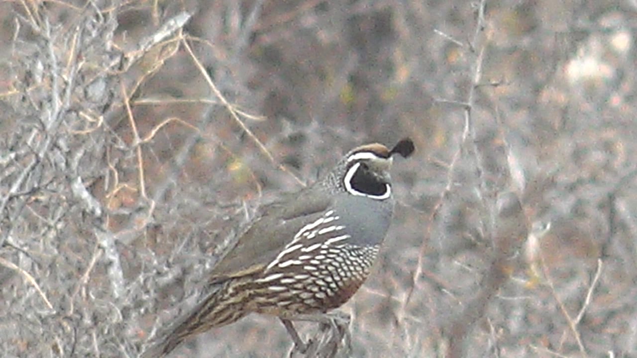 A side-on quail in Cabo Pulmo, Baja California Sur stands amid tangled arid scrub with its topknot trailing backward, gray body, brown lower feathers, and no visible people.