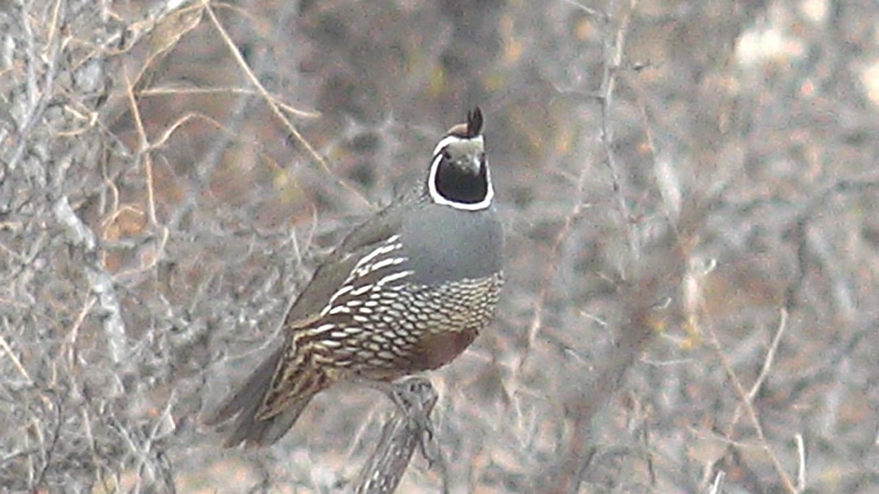 A quail in Cabo Pulmo, Baja California Sur turns more toward the camera among pale dry bushes, with its dark throat patch prominent and no visible people.