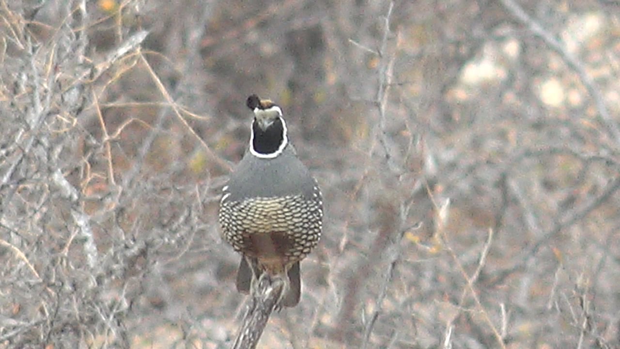 A quail faces forward from a dry branch in Cabo Pulmo, Baja California Sur, with gray-brown scrub behind it and no visible people.