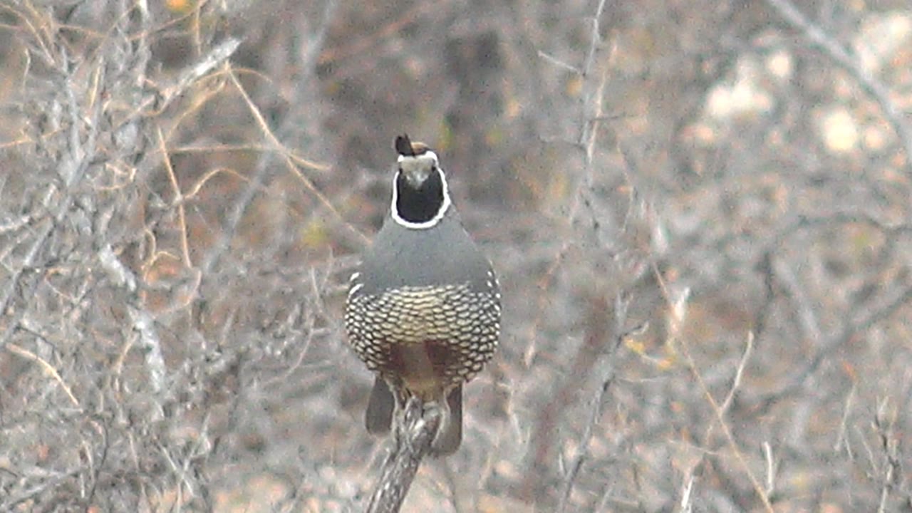 The quail remains centered on the branch in Cabo Pulmo, with its black topknot visible above the head and no visible people.