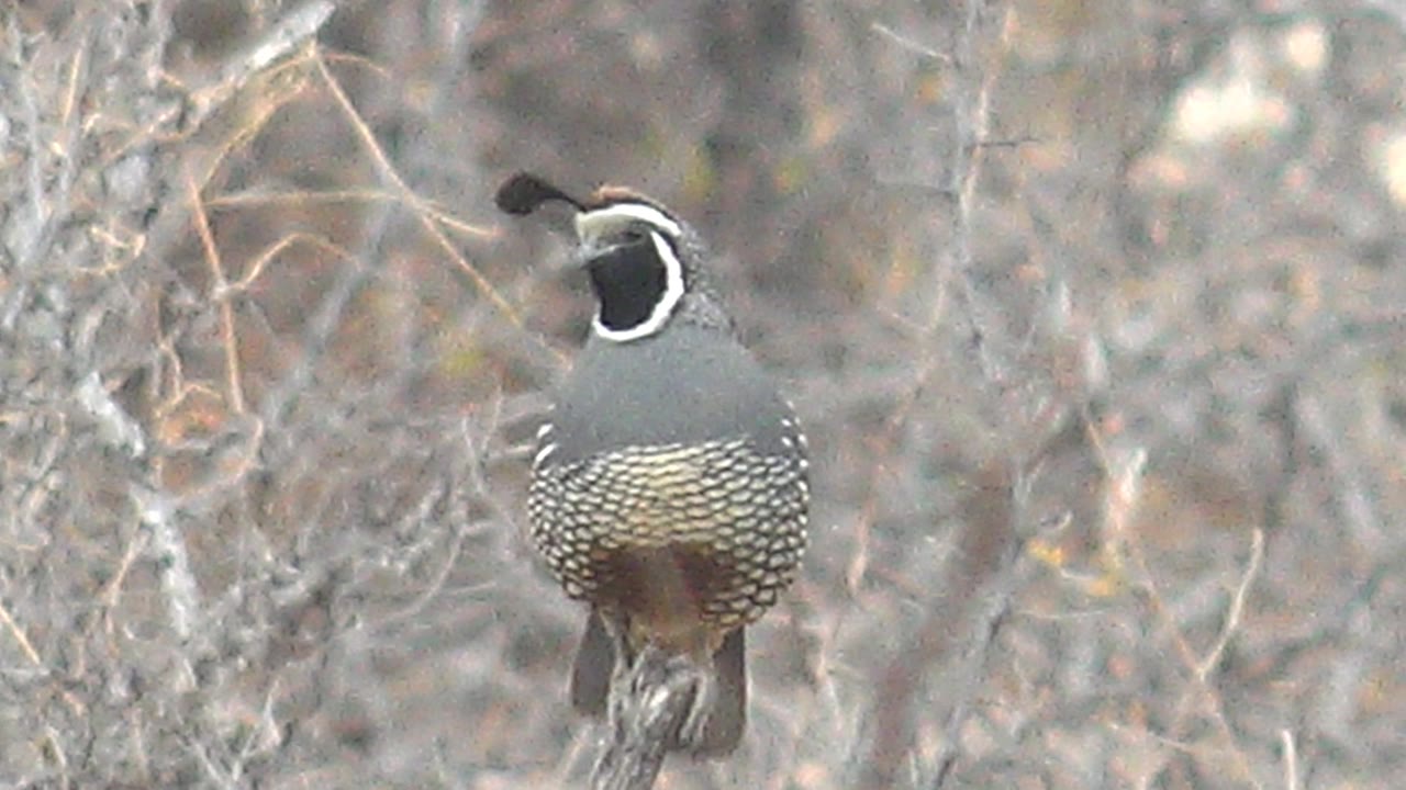 The quail perches in Cabo Pulmo scrub with its head angled slightly to the side, showing the white face outline and no visible people.