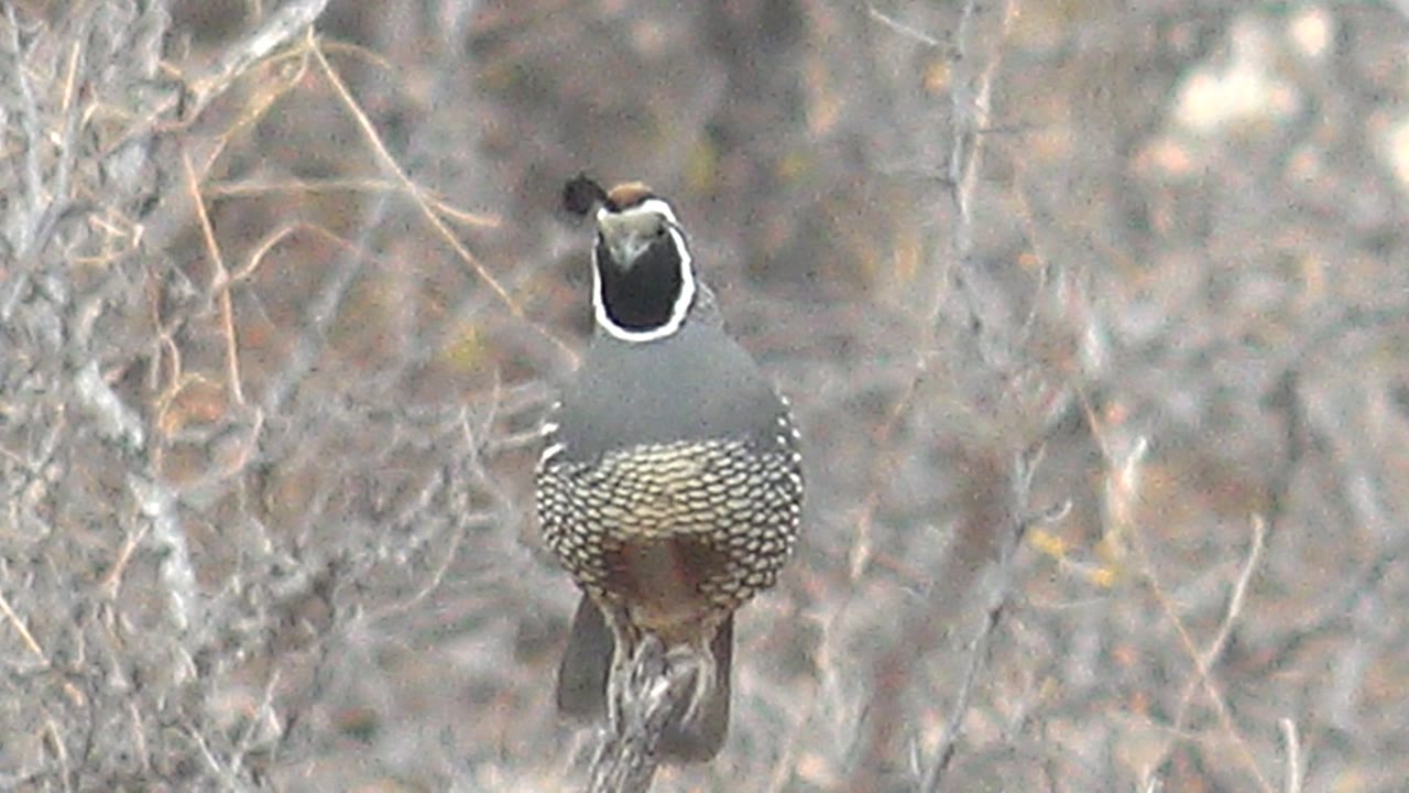 Quail perched among pale dry twigs and scrub.