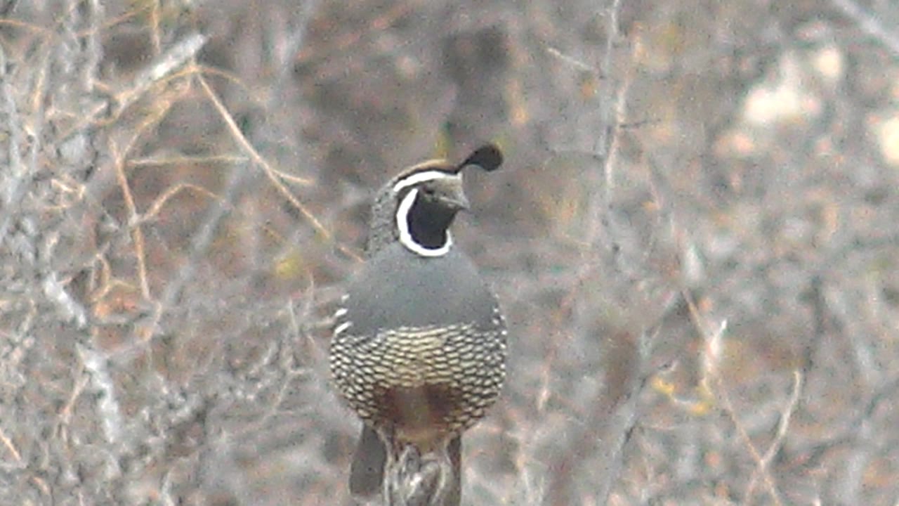 A quail perches on a thin branch in dry leafless brush in Cabo Pulmo, Baja California Sur, with its head angled to one side and no visible people.