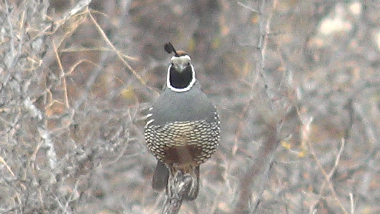 A quail faces more toward the camera from a branch in Cabo Pulmo dry brush, showing black and white face markings, a gray body, and no visible people.