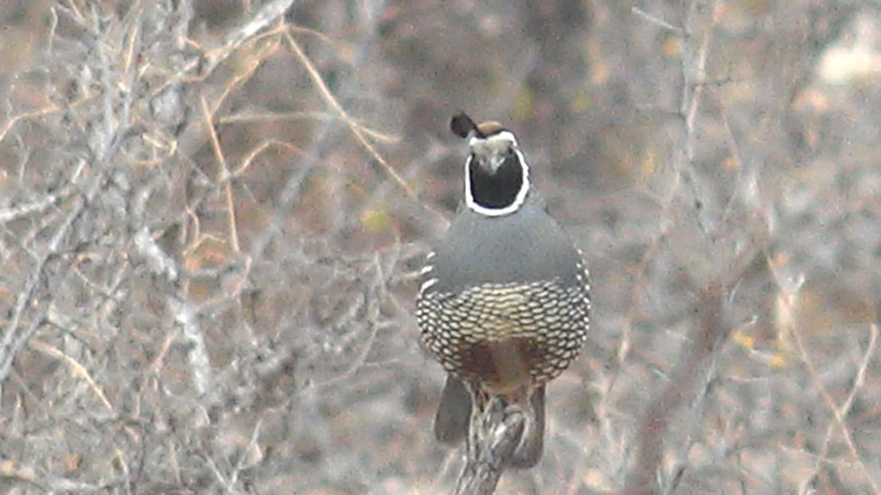 A quail remains upright on its branch in Cabo Pulmo, Baja California Sur, with dry stems behind it and its head slightly turned, with no visible people.