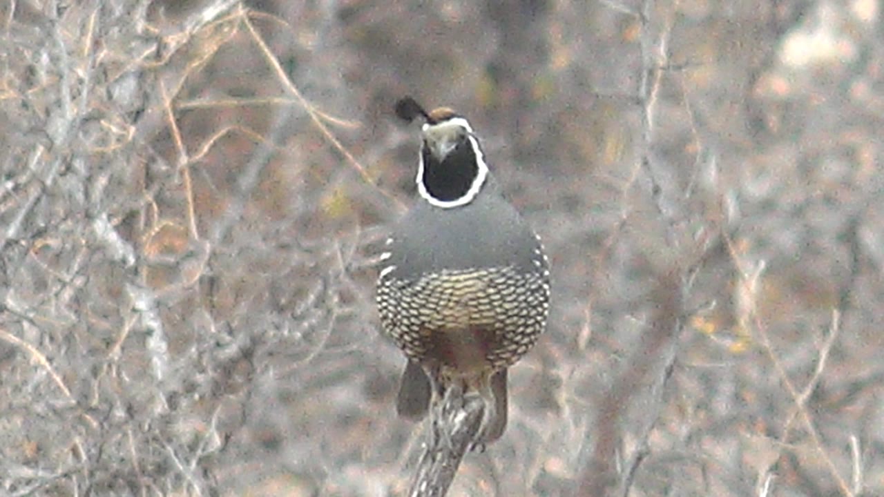 Quail perched with head tilted in brush