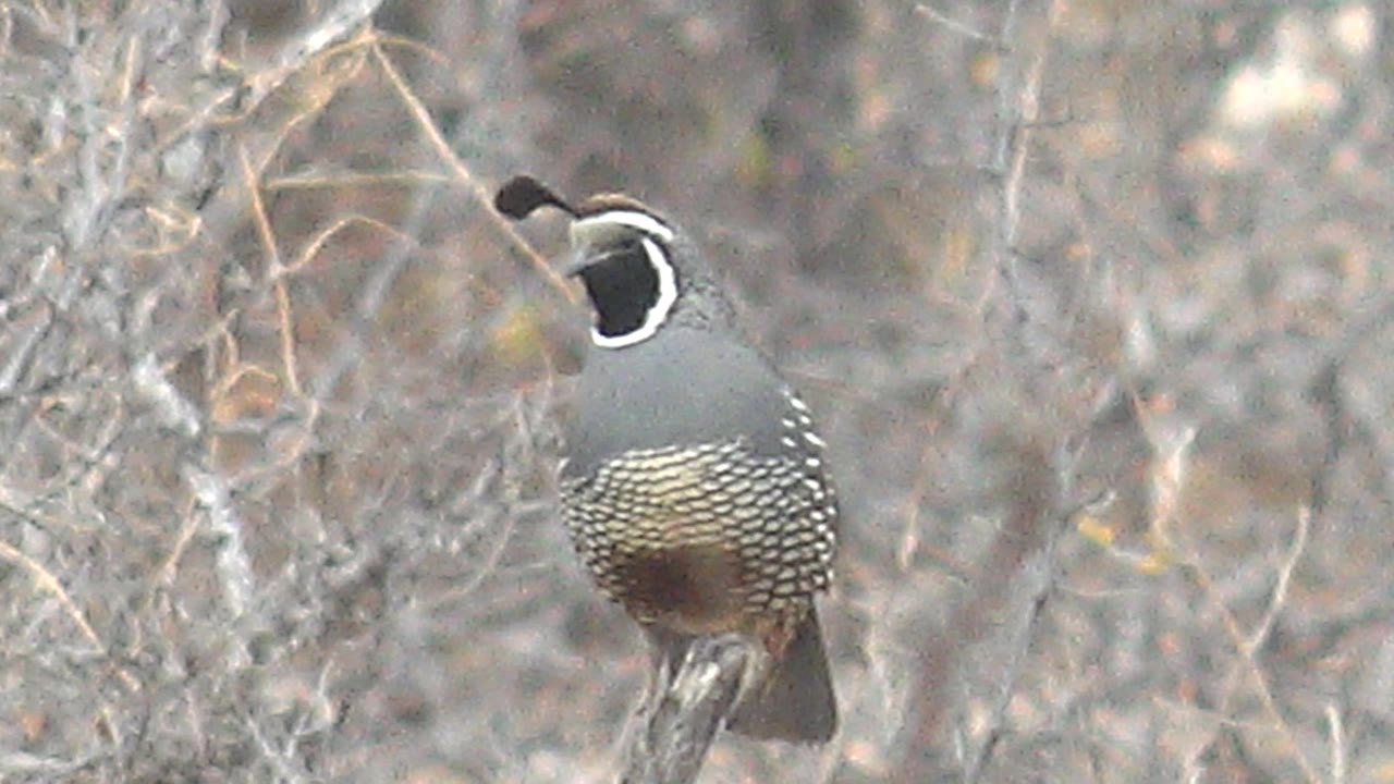 Quail perched on a thin branch in dry brush.
