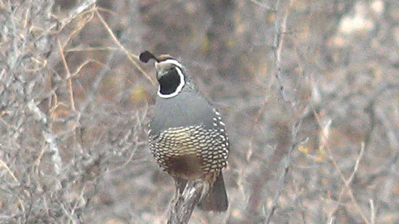 The quail remains perched upright among dry stems in Cabo Pulmo, Baja California Sur, with its head turned slightly left and no visible people.