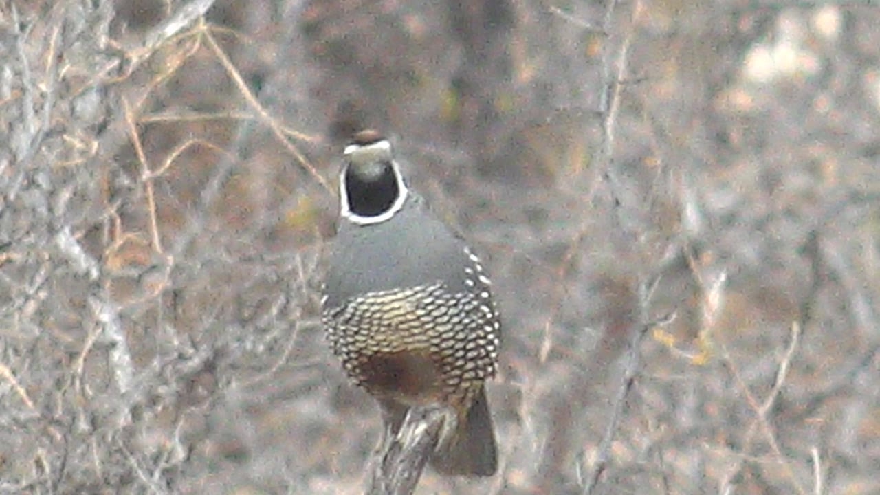 A quail perches nearly front-facing on a branch in Cabo Pulmo, Baja California Sur, surrounded by pale dry brush with no visible people.