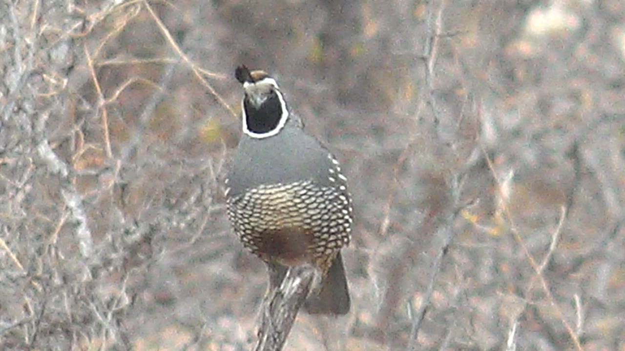 The quail holds on the branch in Cabo Pulmo, Baja California Sur, with its head angled left and leafless brush filling the background, no visible people.