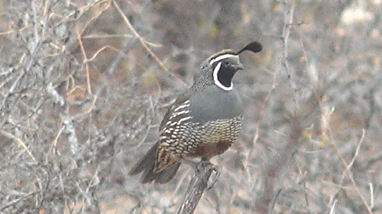 A quail with a dark topknot perches on a thin branch in dry Cabo Pulmo brush, angled slightly left with no visible people.