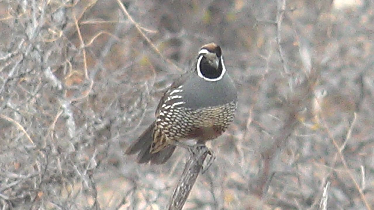 The quail faces more toward the camera from its branch in Cabo Pulmo, showing white facial markings, speckled body feathers, and no visible people.
