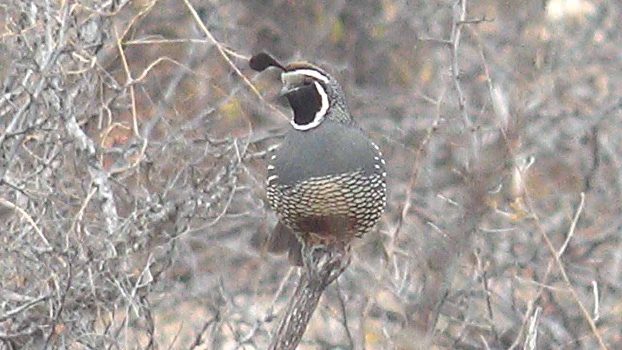 A quail remains perched beside gray, tangled desert twigs in Cabo Pulmo, with its body turned right and no visible people.