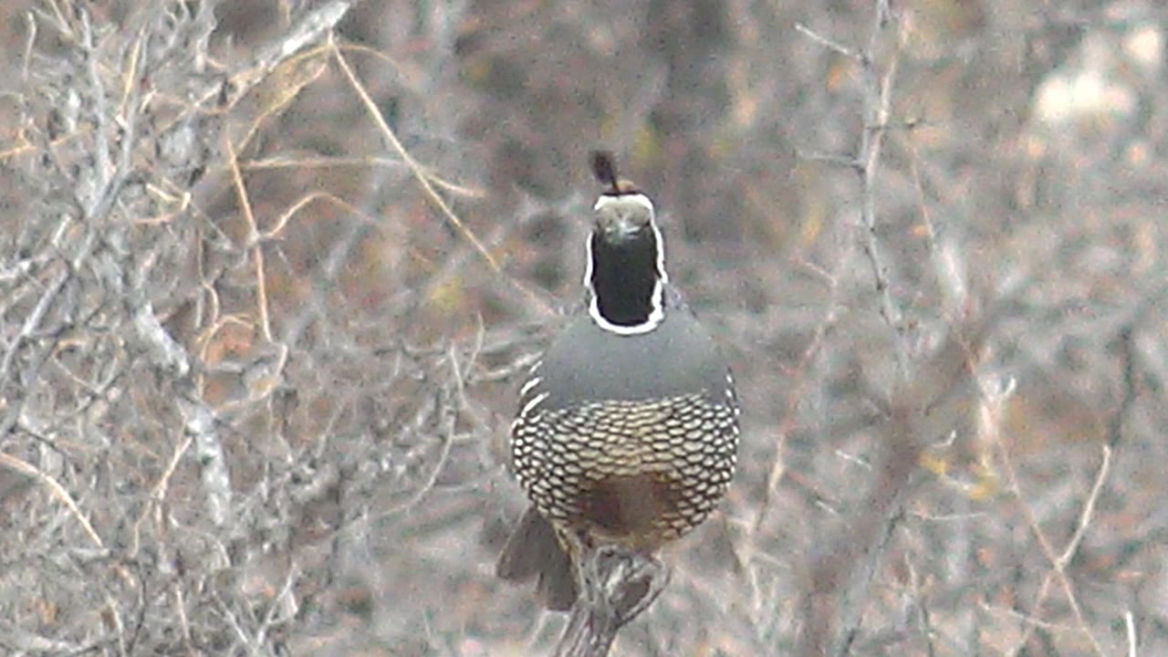 Quail perched among dry twigs facing the camera