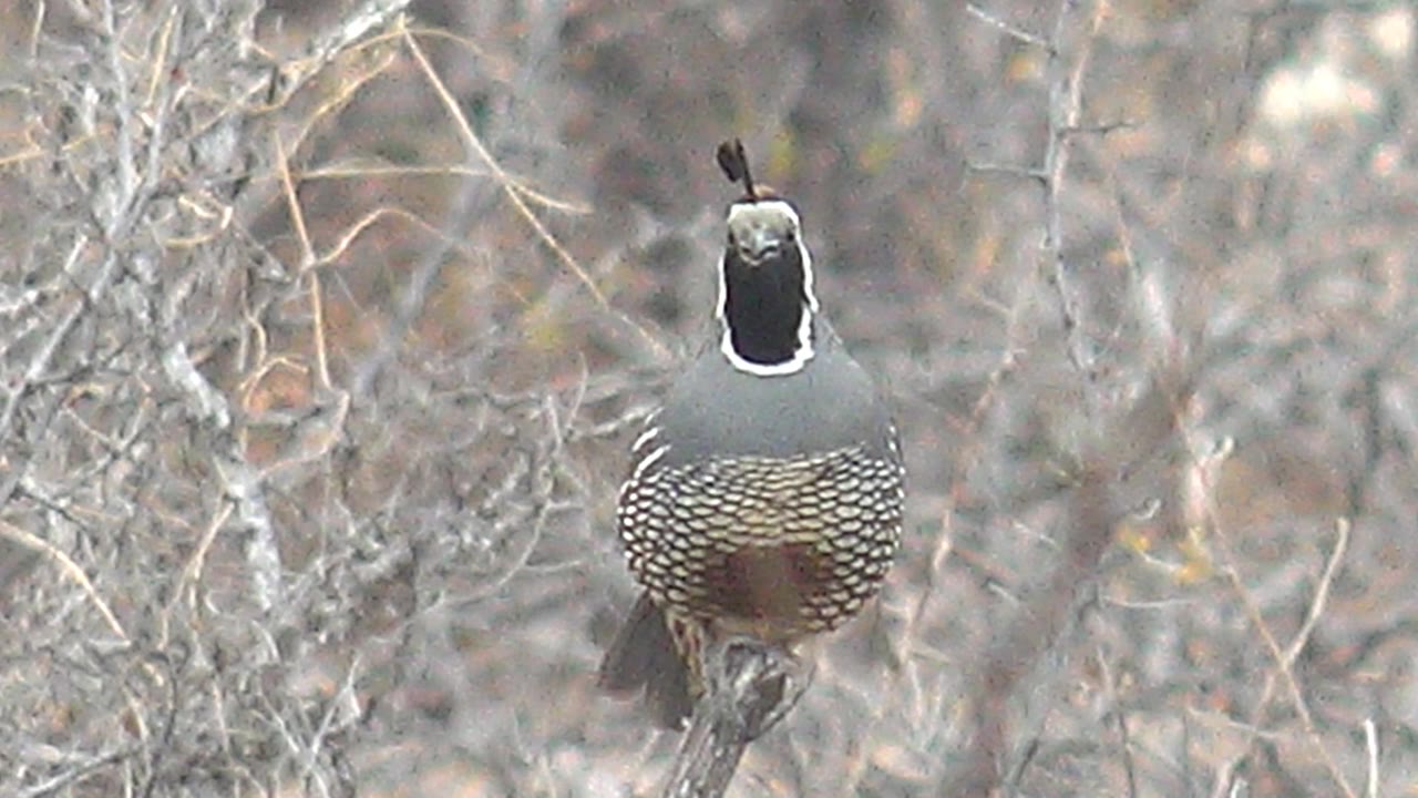 The quail remains upright in the dry Baja California Sur brush, showing its speckled chest and raised head plume with no visible people.