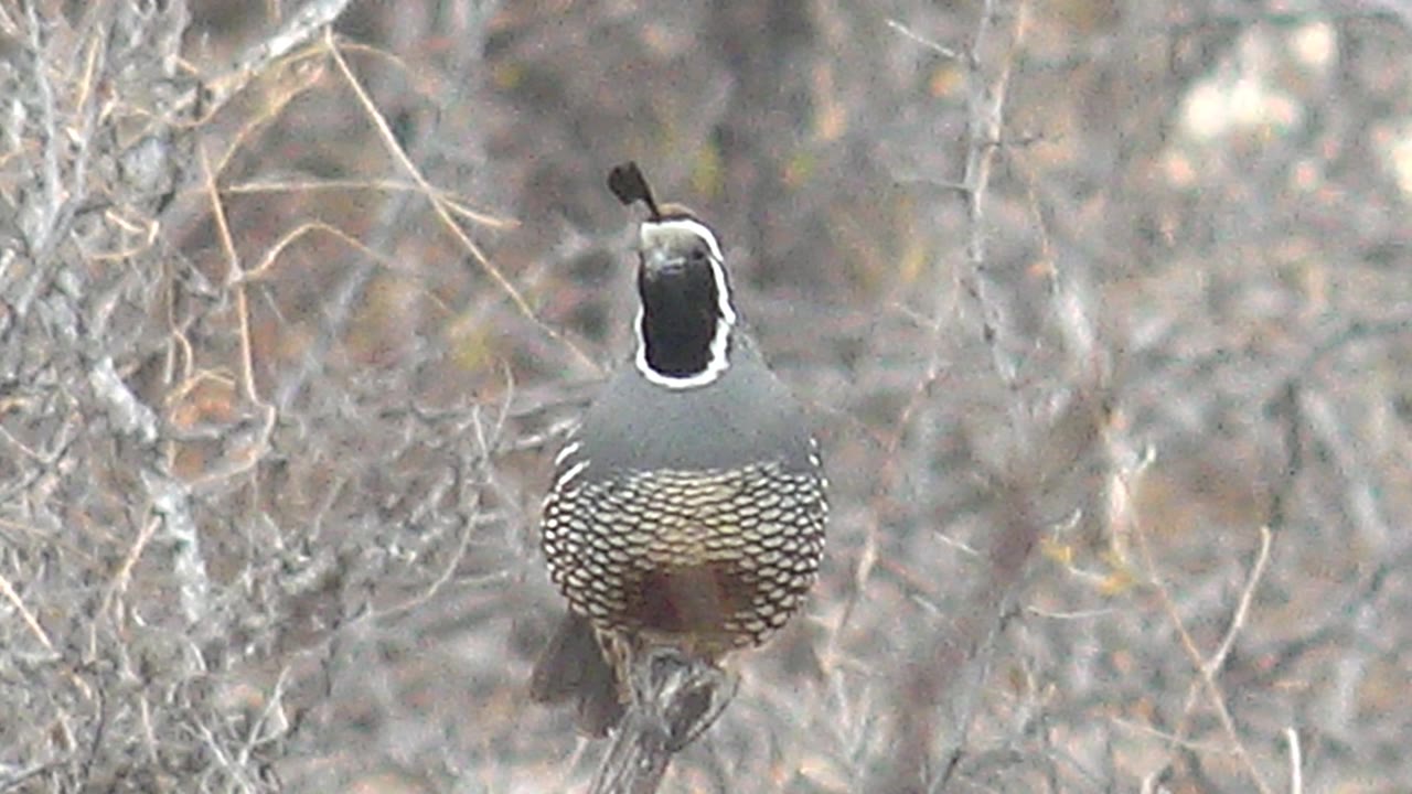 A front-facing quail holds on the branch in Cabo Pulmo dry brush, with pale twig shapes surrounding the bird and no visible people.