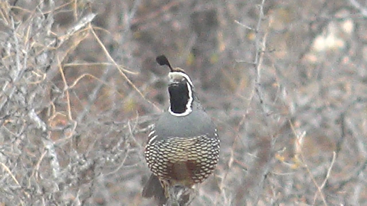 The quail begins to angle its head to the side while perched in the Cabo Pulmo brush, with its plume tilting slightly and no visible people.