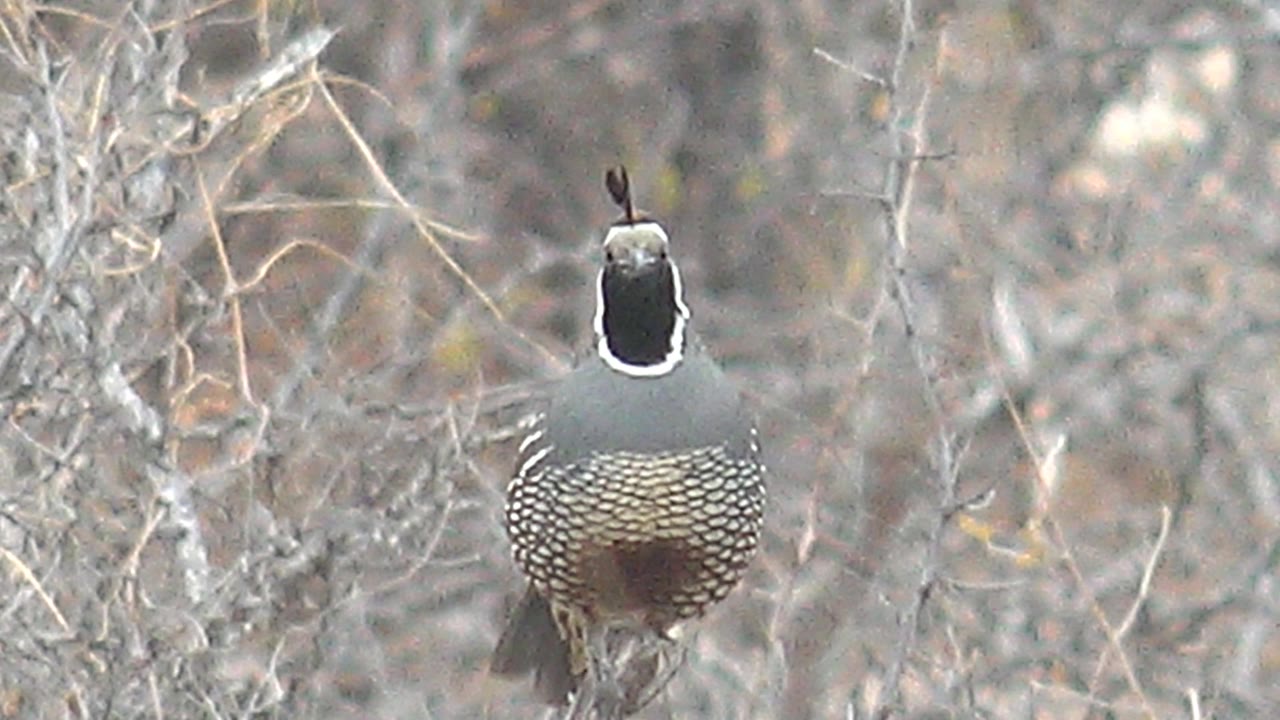 Quail perched on a branch among dry twigs