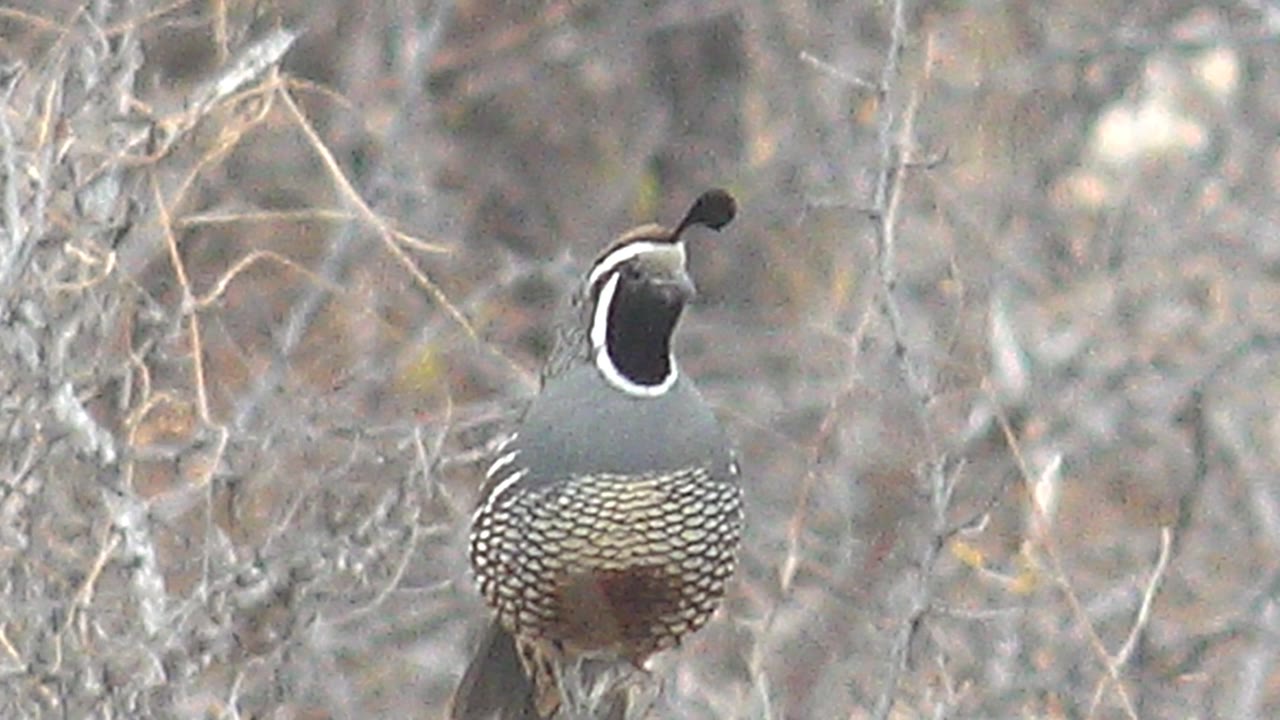 The quail turns its head slightly to one side in Cabo Pulmo, Baja California Sur, while its topknot leans against a background of pale dry branches and no visible people.