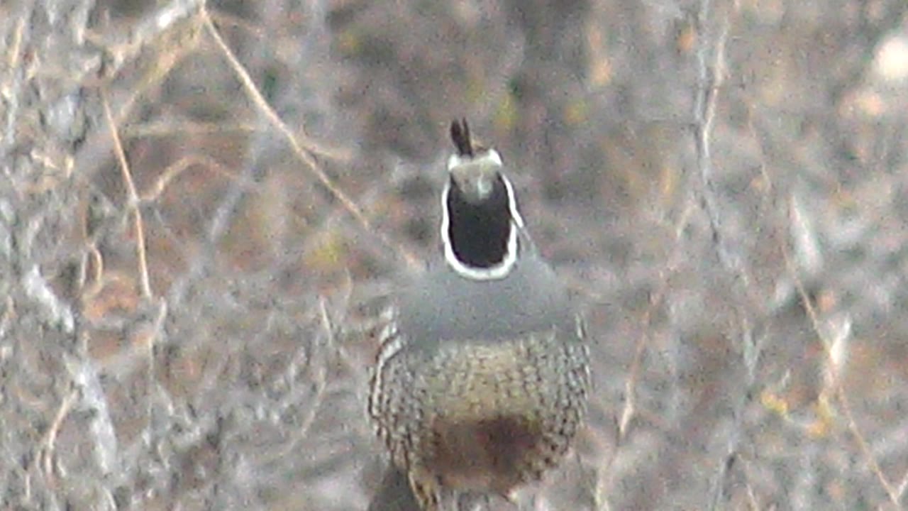 A forward-facing quail in Cabo Pulmo, Baja California Sur, holds its topknot upright above a black face patch, with dry branches filling the frame and no visible people.