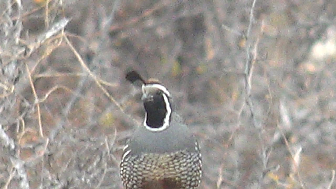 The quail sits lower in the frame in Cabo Pulmo, Baja California Sur, with its head angled sideways, a dark topknot visible, dry brush around it, and no visible people.