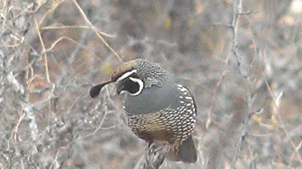 Quail perched on a dry branch amid leafless brush.