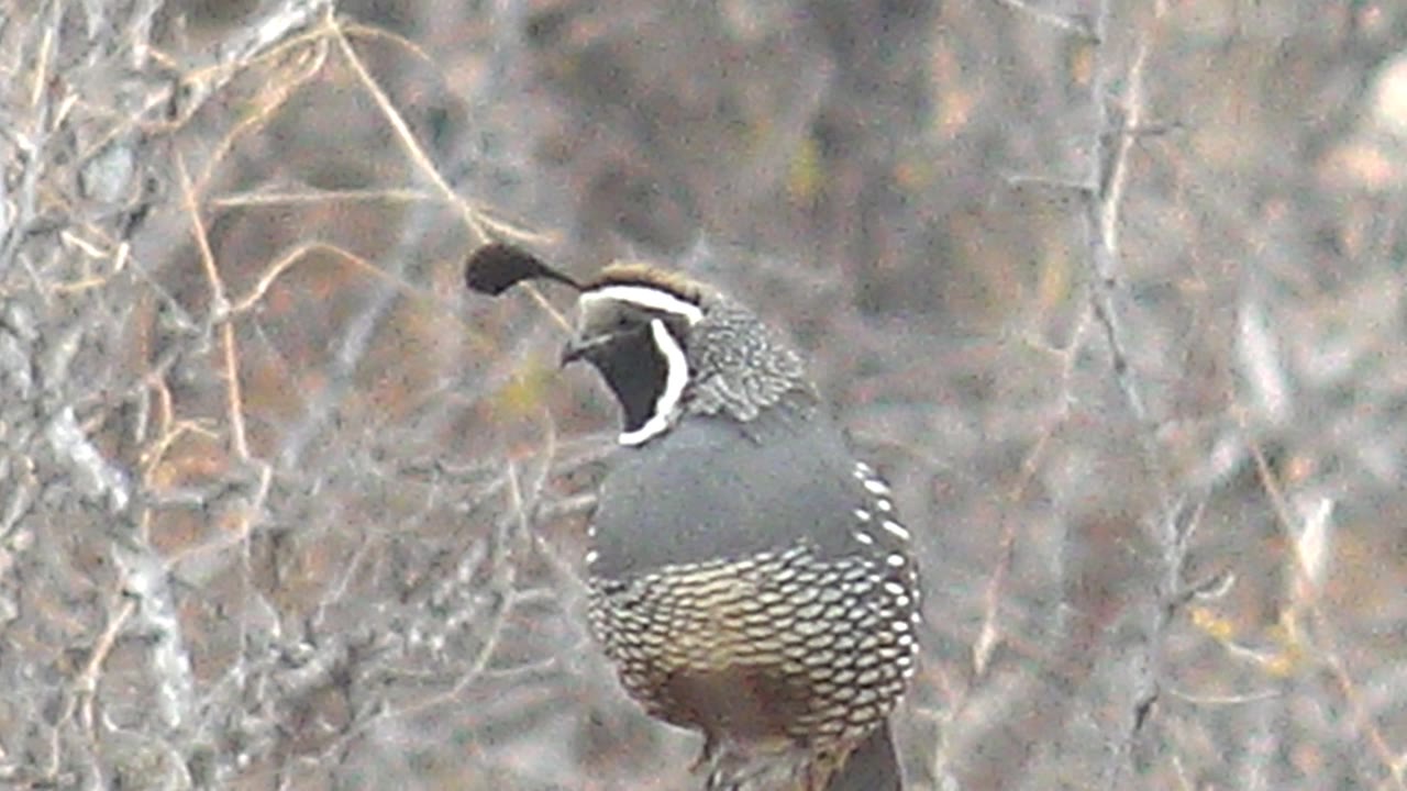 A quail holds an upright perch in Cabo Pulmo, Baja California Sur, Mexico, with its black-and-white face turned left and dense dry branches in the background, with no visible people.