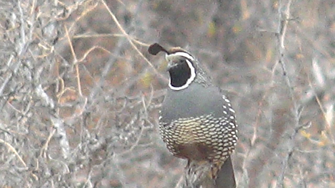 A quail perches in Cabo Pulmo, Baja California Sur, Mexico, with its head lifted slightly higher than earlier frames, pale branches crossing the soft background, and no visible people.