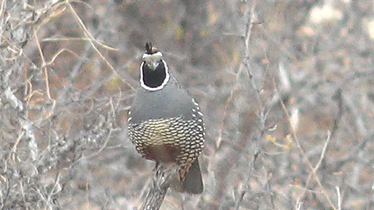 A front-facing quail perches on a dry branch in Cabo Pulmo, Baja California Sur, Mexico, showing a dark face bordered by white markings against bare brush, with no visible people.
