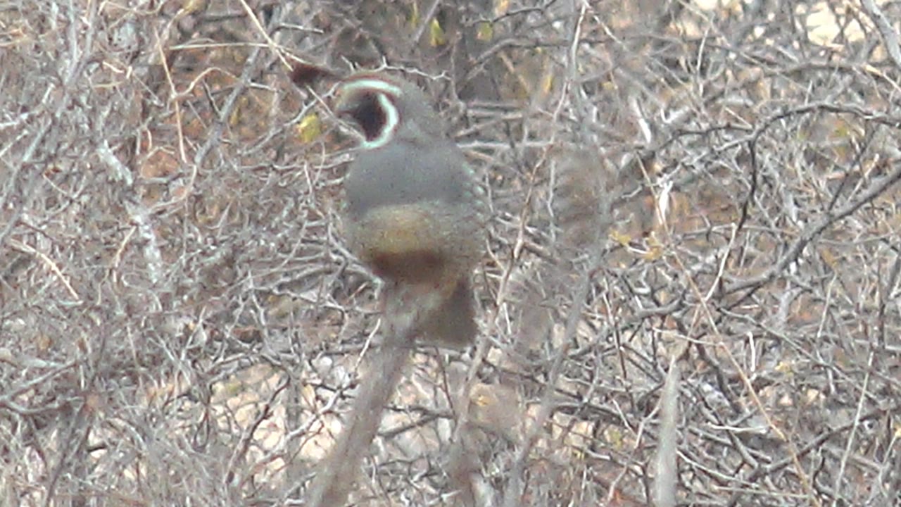 Quail perched on a thin branch among dry twigs.