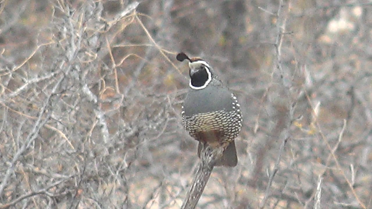 A quail in Cabo Pulmo, Baja California Sur faces the camera from a thin branch, showing its white neck ring, black topknot, gray head, and patterned chest, with no visible people.