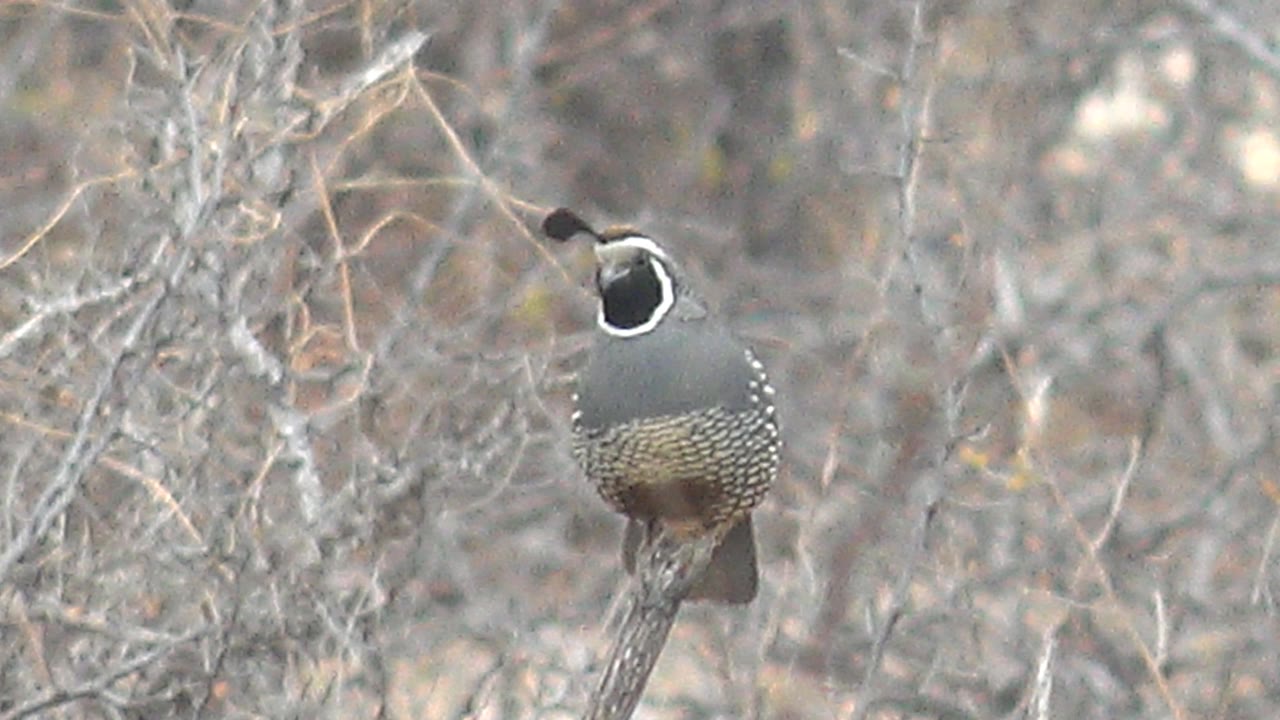A quail in Cabo Pulmo, Baja California Sur remains upright on the diagonal branch, slightly right of center, with dry gray-tan twigs behind it and no visible people.