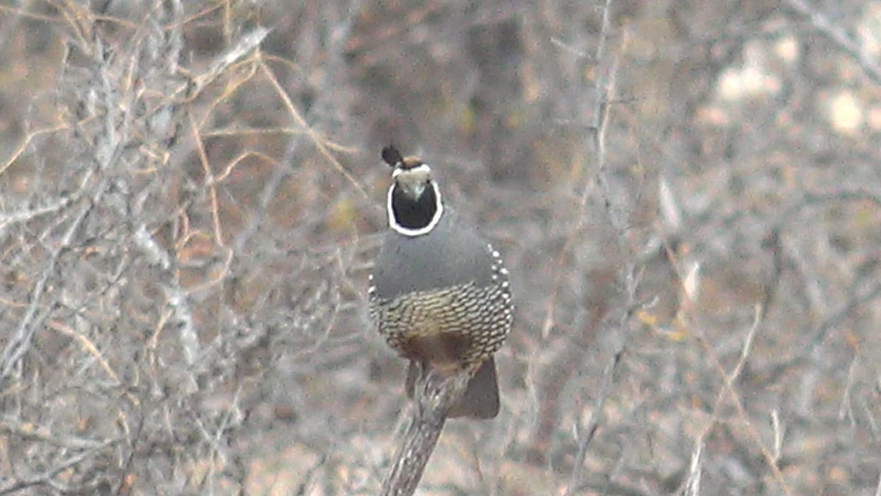 A quail in Cabo Pulmo, Baja California Sur sits near center frame on a thin branch, its white face outline and spotted sides visible against tangled leafless brush, with no visible people.