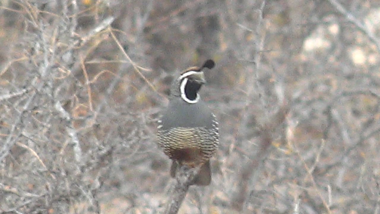 A quail perches on a thin branch in Cabo Pulmo dry brush, facing slightly left with its head plume visible and no visible people.