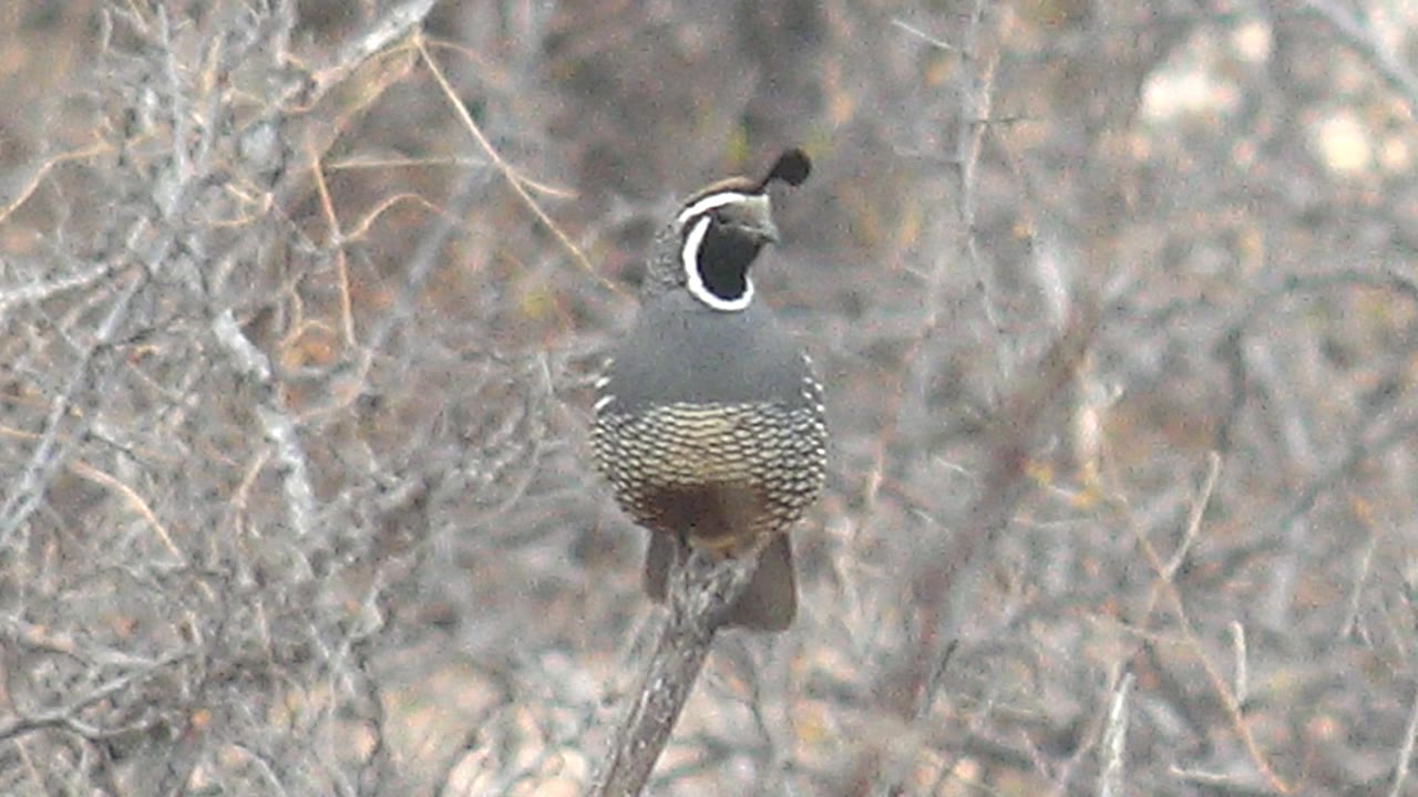 A quail in Cabo Pulmo remains perched on the branch with its head turned more to the side, showing the white face outline and no visible people.