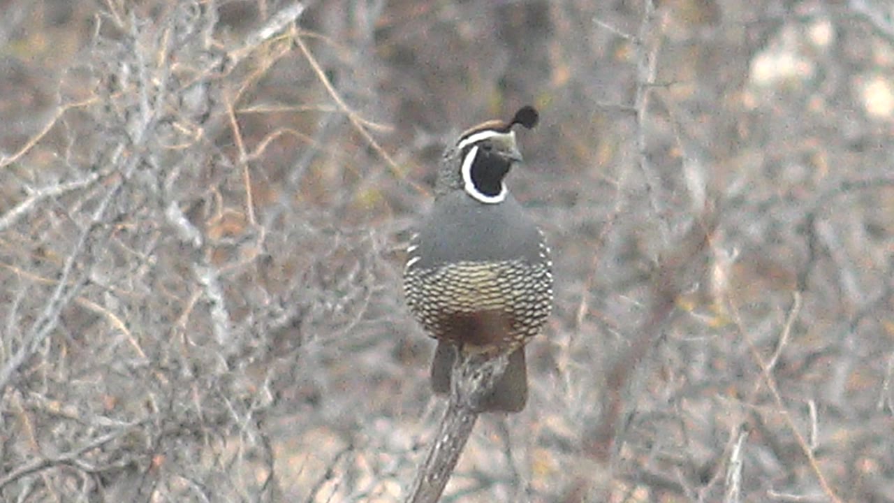 A quail perches upright in Cabo Pulmo scrub with its patterned belly visible, framed by tangled dry branches and no visible people.