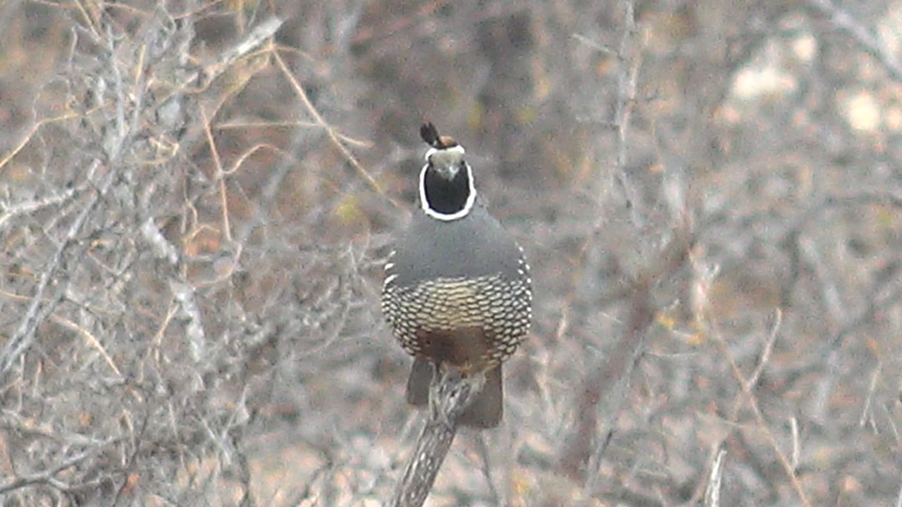 Quail facing forward on a branch