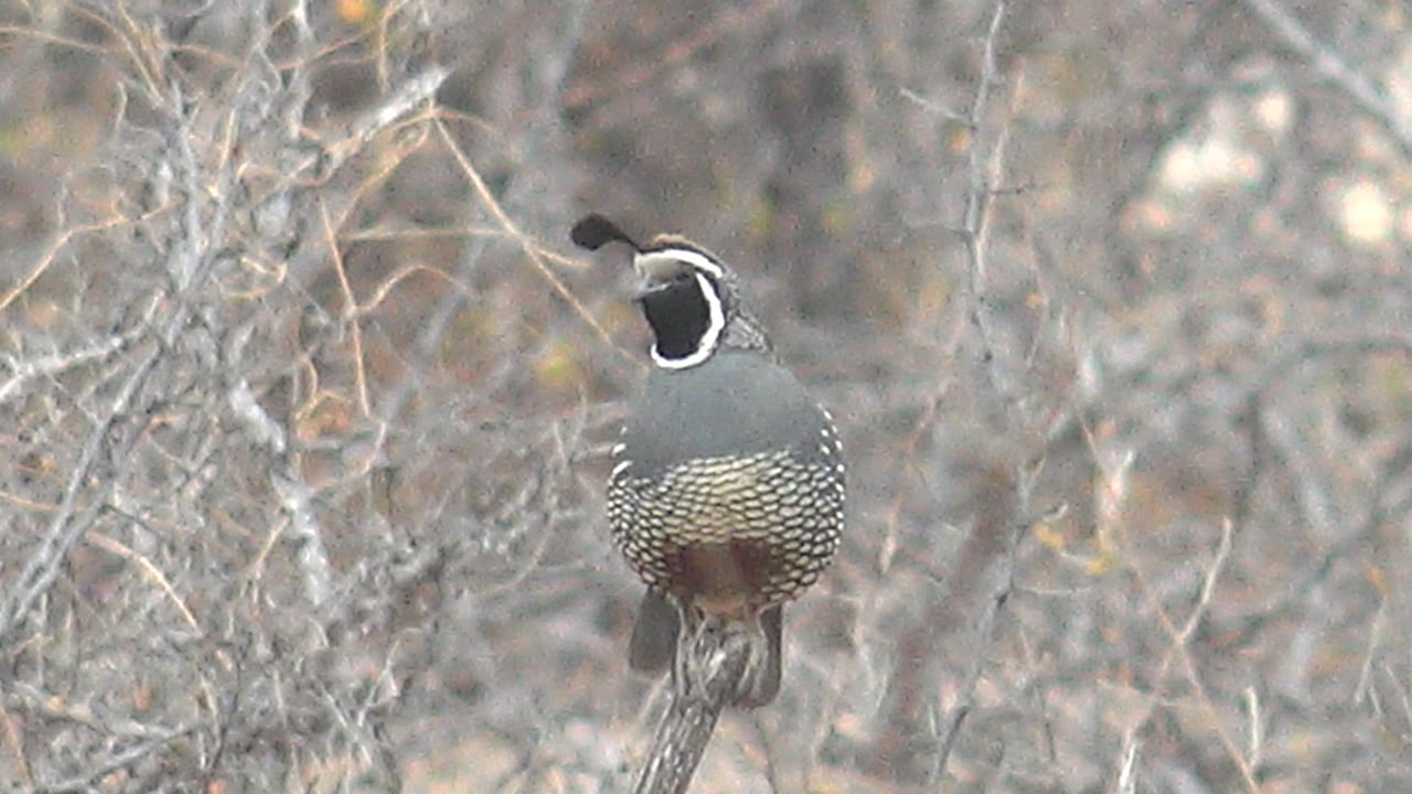 A quail perches upright on a thin branch in dry Cabo Pulmo shrubs, with its head turned left and no visible people.