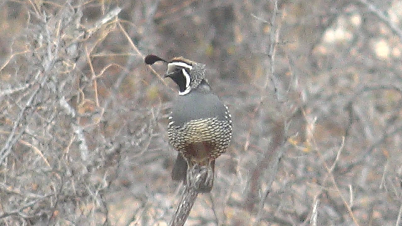 Quail facing left on a bare branch in brush
