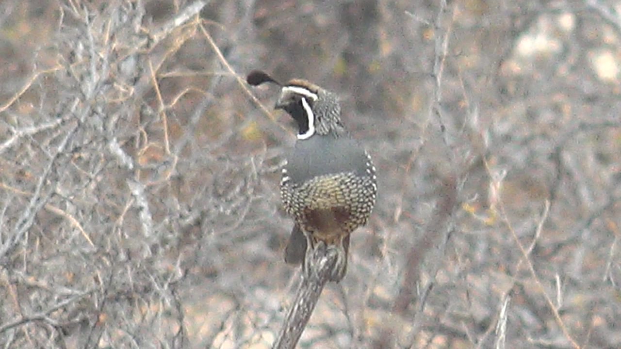 A quail stands on the angled branch in Cabo Pulmo brush, its body centered against tangled pale shrubs and no visible people.