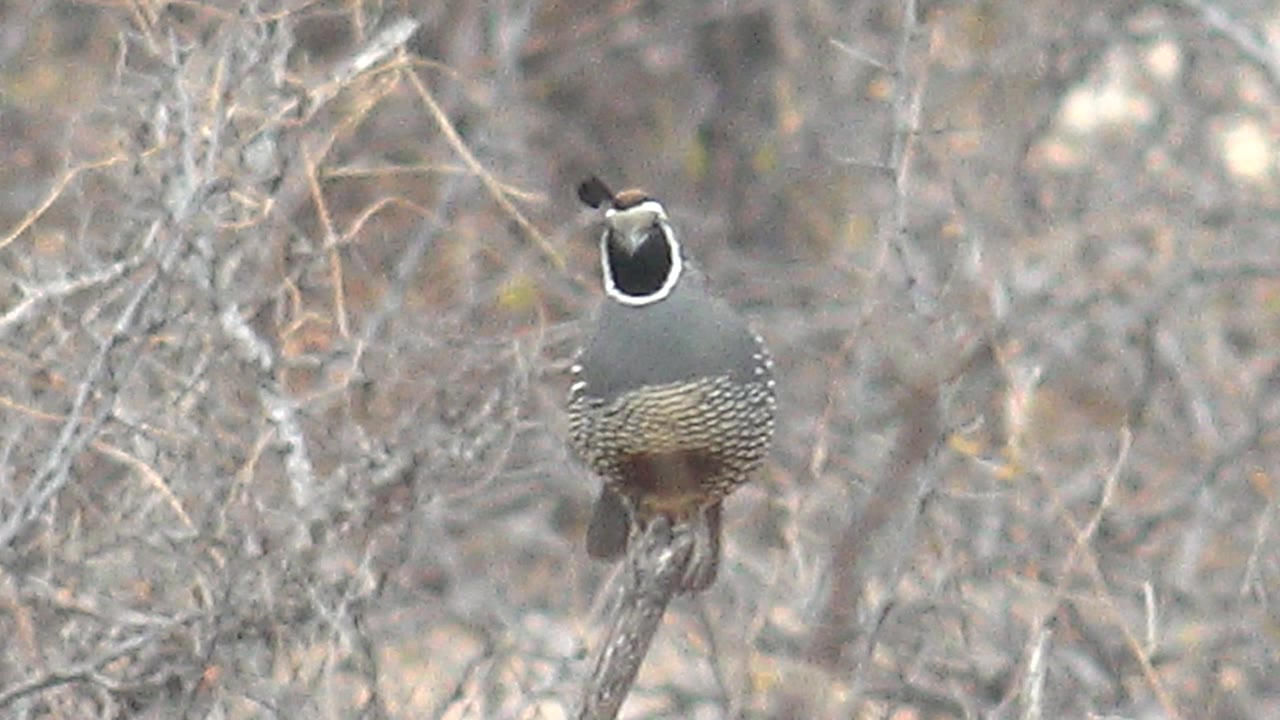 A quail faces forward while perched on a thin branch in dry Cabo Pulmo brush, with blurred leafless branches behind it and no visible people.