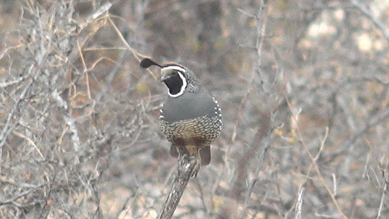 The perched quail shows a slight head angle while standing on the thin branch, with pale dry Cabo Pulmo vegetation filling the background and no visible people.