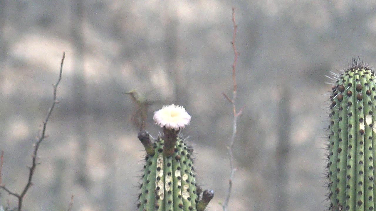 A small hummingbird hovers near a white flower on a ribbed cactus in Cabo Pulmo, Baja California Sur, with a second cactus and dry brush behind it and no visible people.