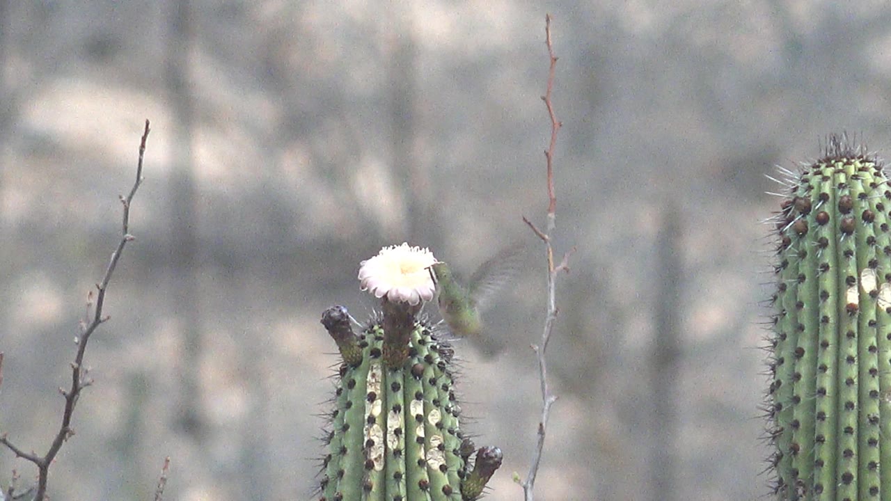 The hummingbird is positioned beside the white cactus bloom in Cabo Pulmo, Baja California Sur, with rapid wings blurred and no visible people in the dry scrub setting.