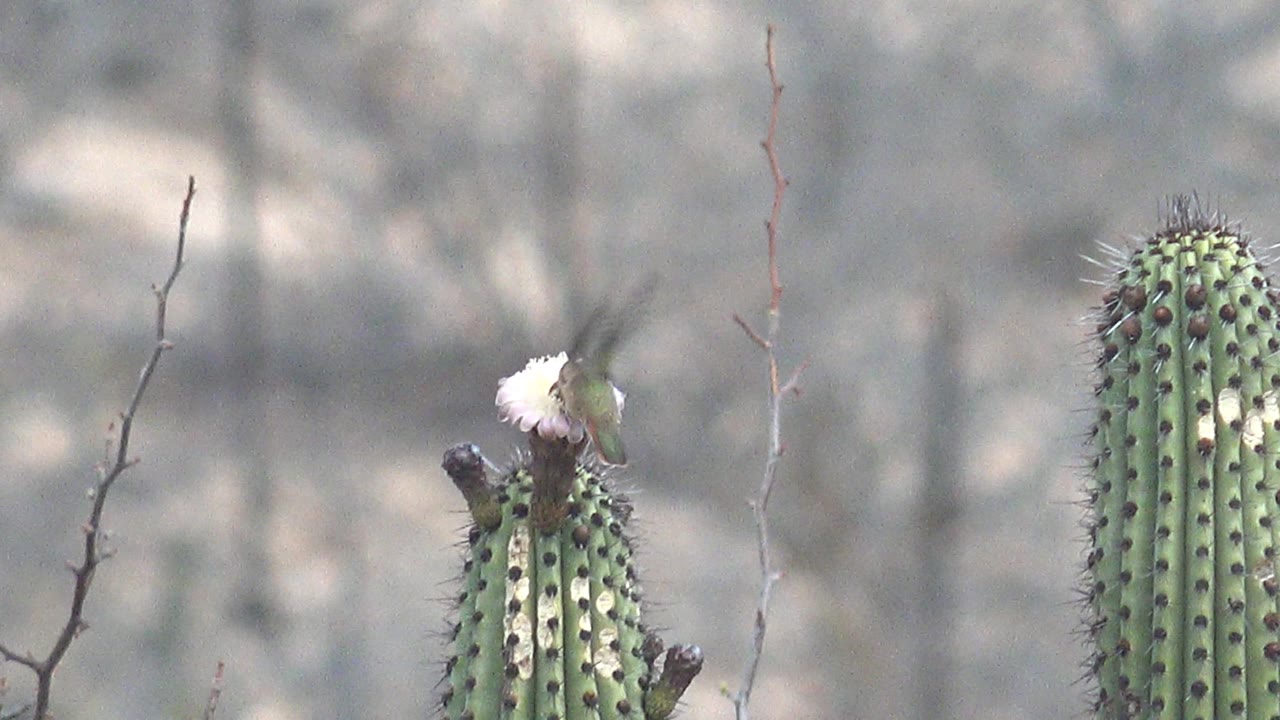 A hummingbird overlaps the pale flower on a spiny green cactus in Cabo Pulmo, Baja California Sur, while dry branches and a second cactus column sit in soft focus and no people are visible.