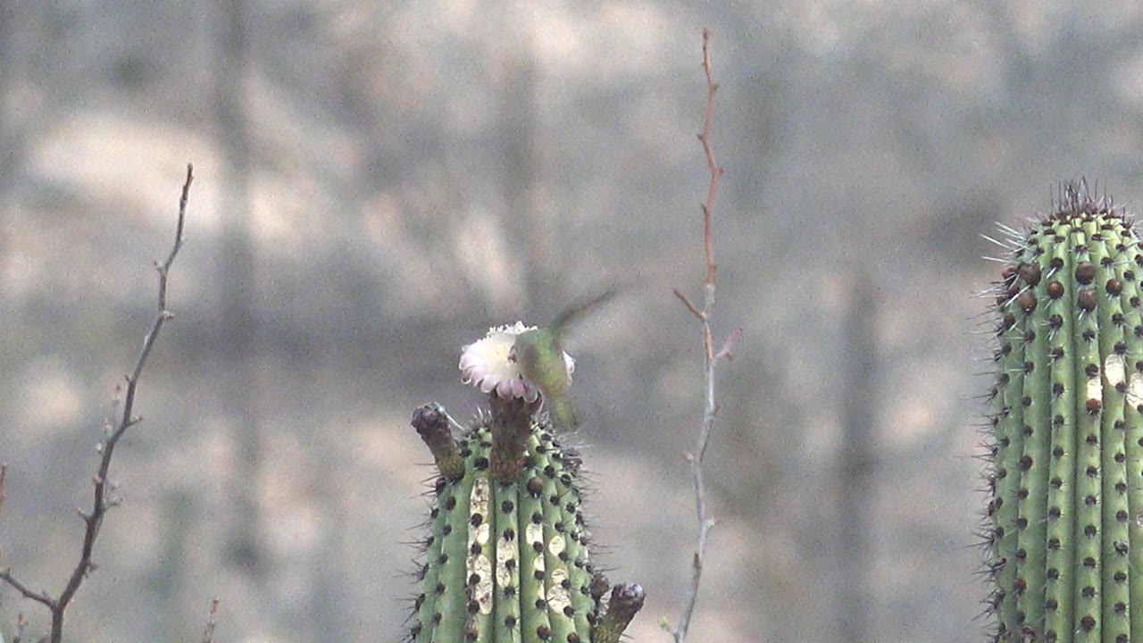 The hummingbird appears at the left edge of the cactus bloom in Cabo Pulmo, Baja California Sur, with the flower on a ribbed cactus and muted desert brush behind it, and no visible people.